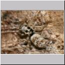 Salticus scenicus - Springspinne 11.jpg